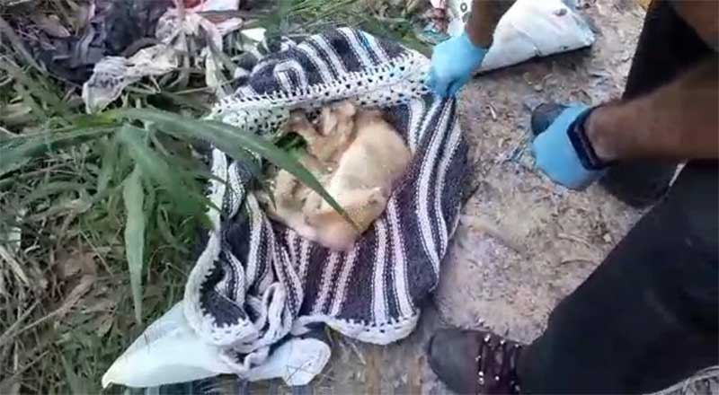 Tutor de cão encontrado morto dentro de saco de lixo em uma estrada em Pindamonhangaba (SP) é preso e multado em R$ 12 mil