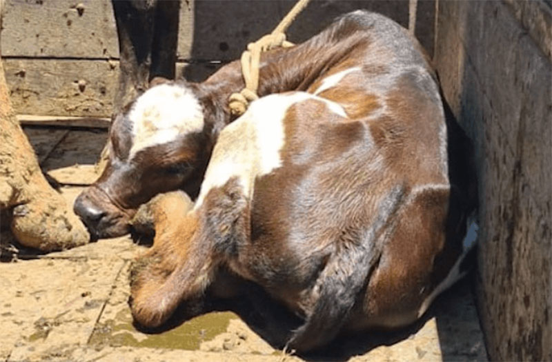 Homem é multado em R$12 mil por transporte irregular de bovinos em Piquete, SP