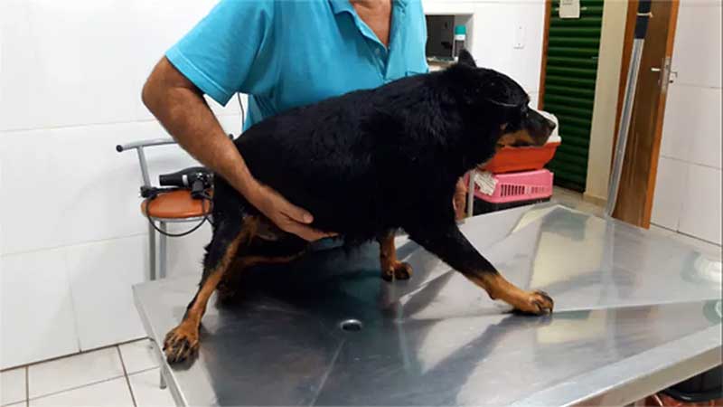 Animais foram levados ao CCZ de Piraju — Foto: APRAPI/Divulgação