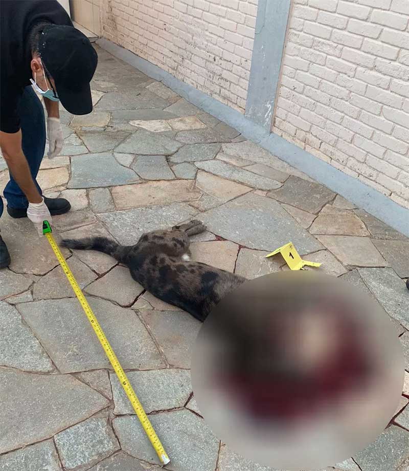 Homem foi preso em flagrante após matar cachorro com tiro de pistola em Presidente Prudente (SP) — Foto: Polícia Militar Ambiental