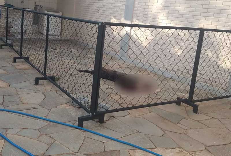 Homem é preso em flagrante após matar o próprio cachorro com tiro de pistola em Presidente Prudente, SP