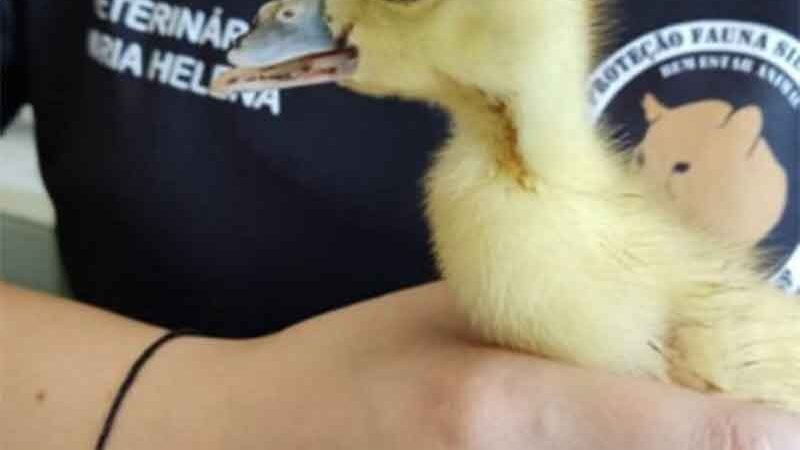 Filhote de pato é salvo por Equipe Ambiental de Ribeirão Pires (SP) com grave lesão no bico