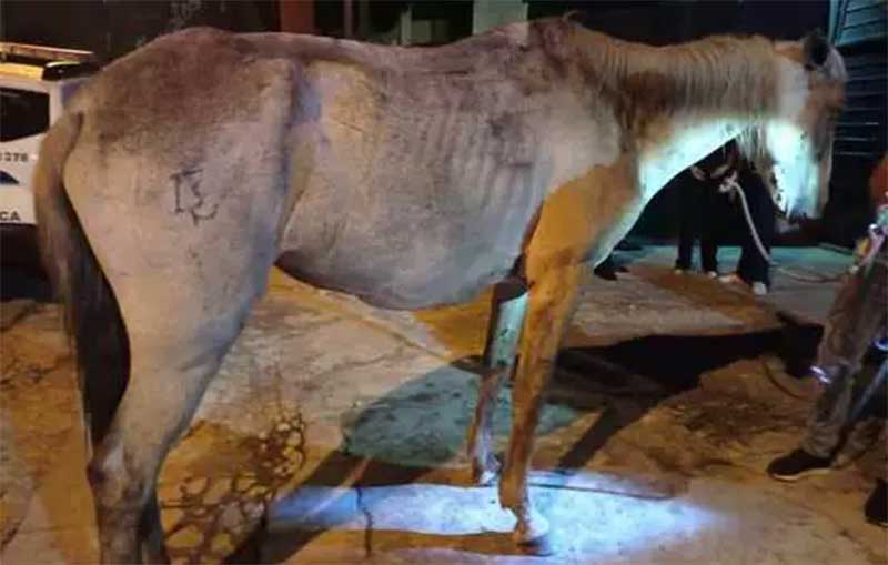 GCM de Ribeirão Pires (SP) prende homem por maltratar cavalo
