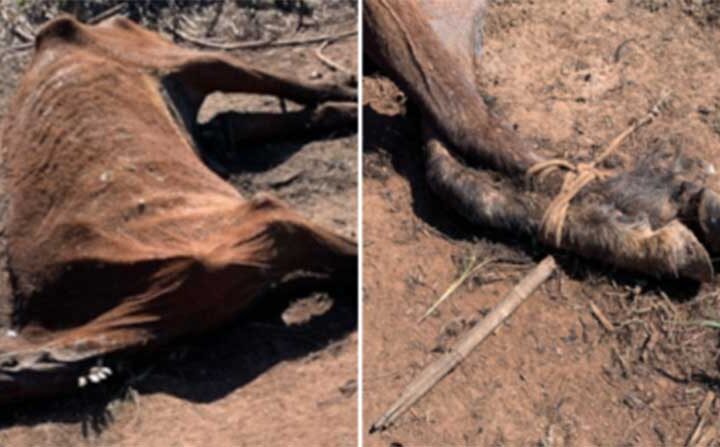 Cavalo é encontrado morto com as patas amarradas e moradores denunciam maus-tratos