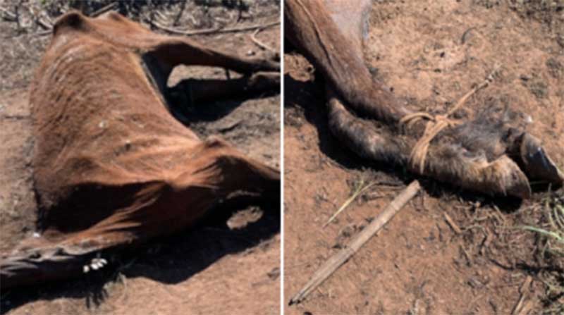 Cavalo é encontrado morto com as patas amarradas e moradores denunciam maus-tratos