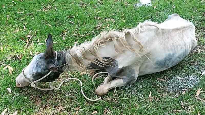 Égua foi encontrada em estado de abandono na Avenida Morumbi.Foto: Divulgação/Defesa Animal