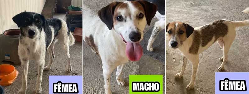 Mais de 10 cachorros são resgatados de casa após dono morrer e família faz campanha para adoção — Foto: Arquivo Pessoal