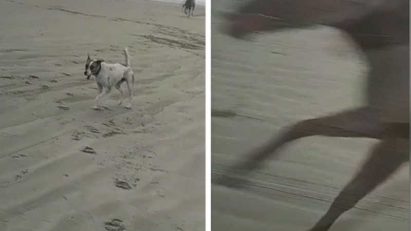 Cachorro morre e mulher fica ferida ao serem atropelados em corrida entre cavalos e motos no litoral de SP; VÍDEO