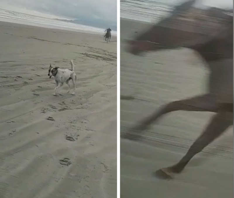 Cachorro morre e mulher fica ferida ao serem atropelados em corrida entre cavalos e motos no litoral de SP; VÍDEO