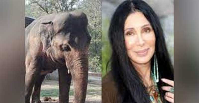 A cantora norte-americana Cher mira em orfanato de elefantes do Sri Lanka
