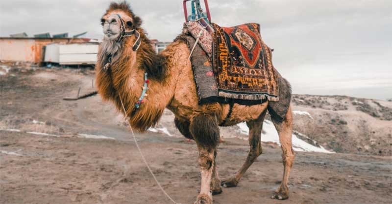 A luta de camelos na Turquia que está a deixar os ativistas furiosos