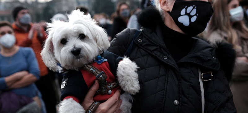 Centenas de pessoas se reúnem em Istambul para protestar contra o recolhimento de animais de rua