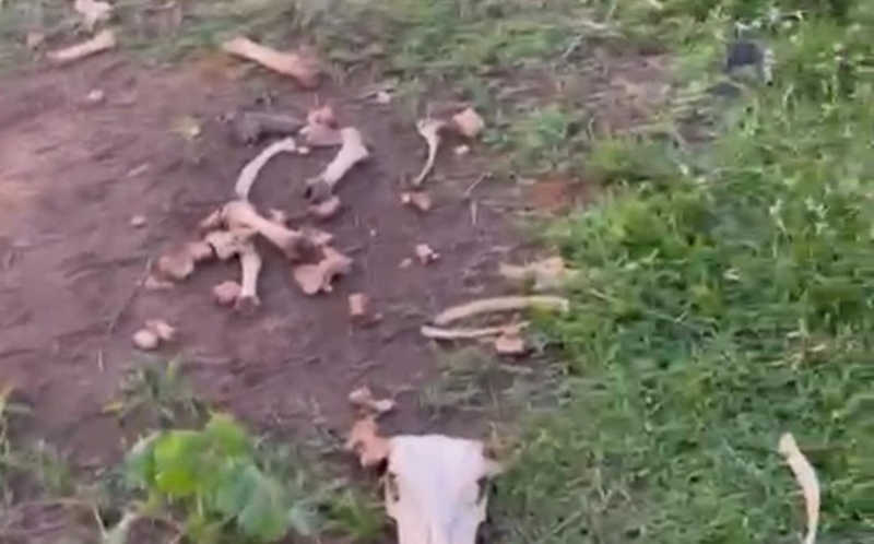 Animais apreendidos na operação ‘Fake Bois’ estão morrendo de fome no AC, denuncia ativista