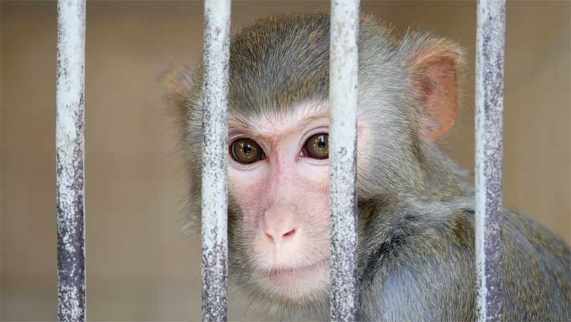 Alemanha: apesar de numerosas vozes dissidentes, experimentos com animais em macacos podem continuar em Bremen