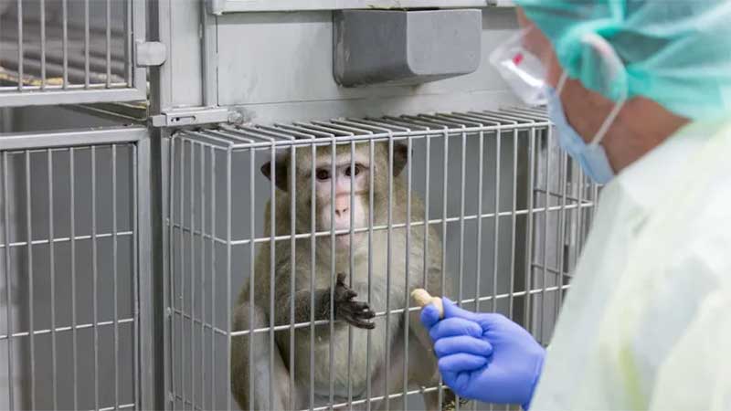  Triste balanço: cerca de 2,8 milhões de animais usados ou mortos em experimentos com animais.