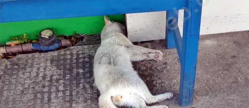 Gato morre envenenado no centro de São Miguel dos Campos, AL