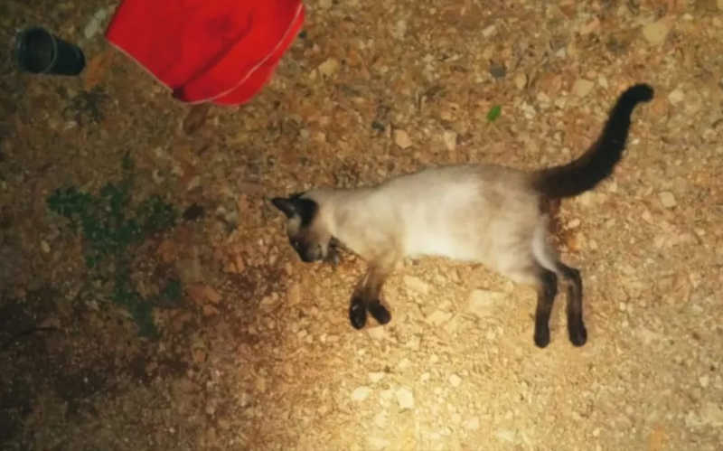 Animais são encontrados mortos por suspeita de envenenamento em Canarana, no norte da Bahia — Foto: Divulgação/APAC