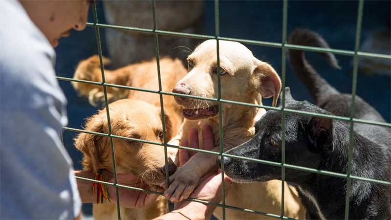 Projeto quer converter multa por maus-tratos a abrigos de animais; veja iniciativas cearenses