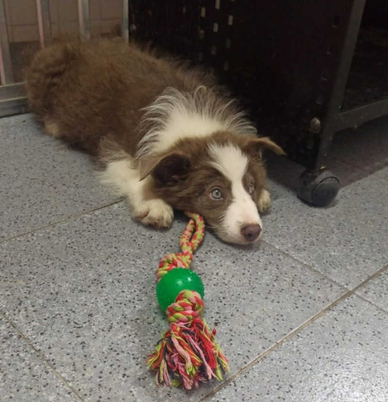 Com destino à Fortaleza, cadela é esquecida em avião e vai parar no Rio de Janeiro
