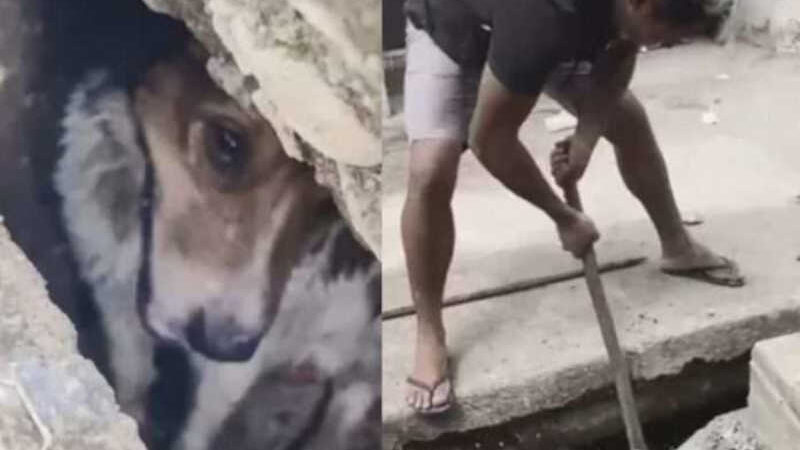 População resgata cãozinho que caiu em bueiro em Fortaleza, CE