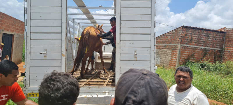 PMCE resgata cavalo com sinais de maus-tratos em Juazeiro do Norte, CE