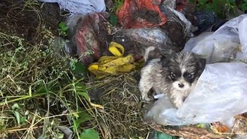 Cachorro encontrado tremendo no lixo é resgatado e ganha muito amor e saúde