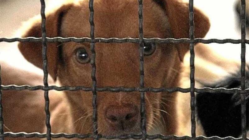 Tutor ameaça abandonar cão em estrada caso abrigo não receba o animal