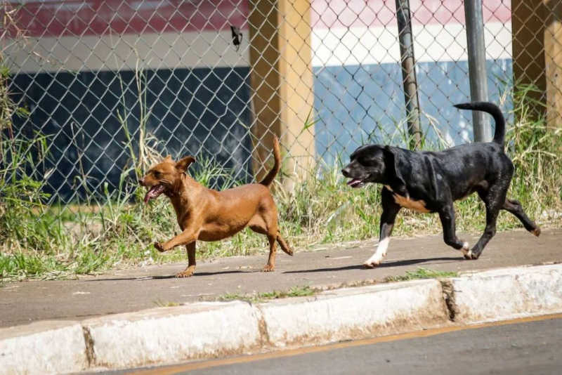 Cachorros comem pelas ruas da Estrutural - Gustavo Moreno/Metrópoles