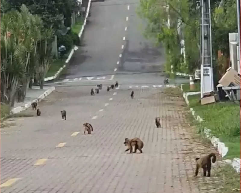Macacos-prego ‘invadem’ condomínios do DF e moradores ajudam na travessia; VÍDEOS