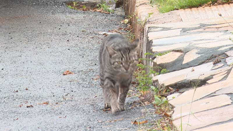 Polícia Civil investiga envenenamento de gatos em condomínio do DF