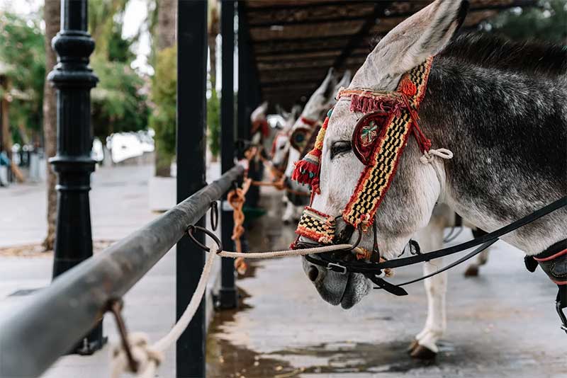  Turismo sem exploração de animais também é possível. Antonio Hugo Photo /Getty Images