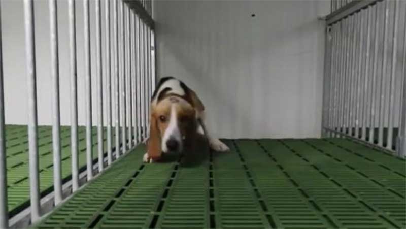 Espanha: animalistas pedem em Madri a suspensão de experimentos com cães na Vivotecnia