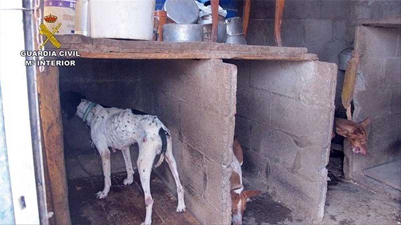 Um preso por contínuos maus-tratos contra 44 cães na Espanha
