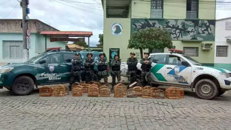 Polícia apreende 40 pássaros silvestres em cativeiro em Guaçuí, ES