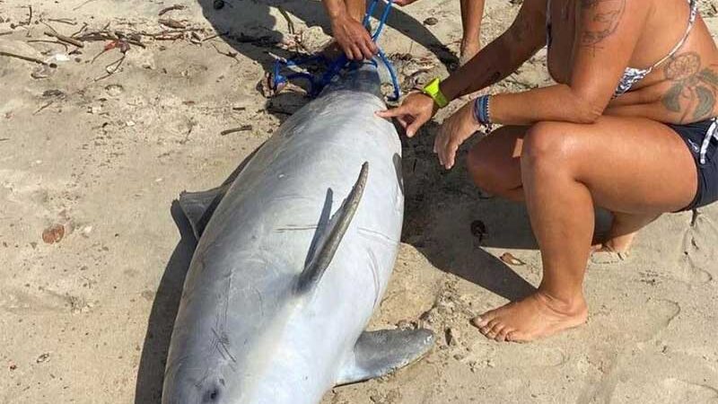 Golfinho é encontrado morto boiando em praia de Vitória, ES