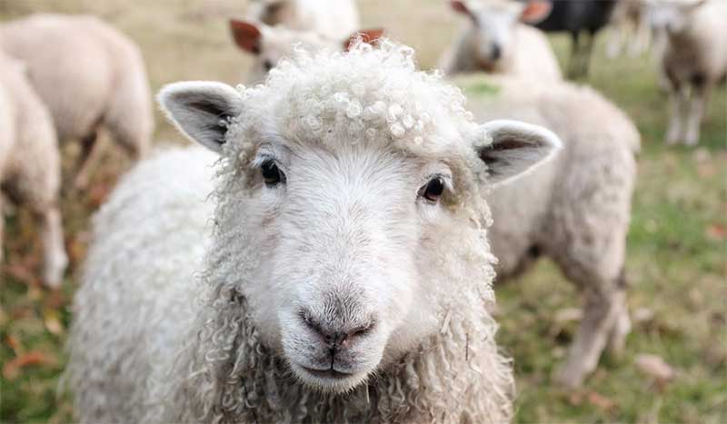 A crueldade por trás da extração da lã que você nem imagina