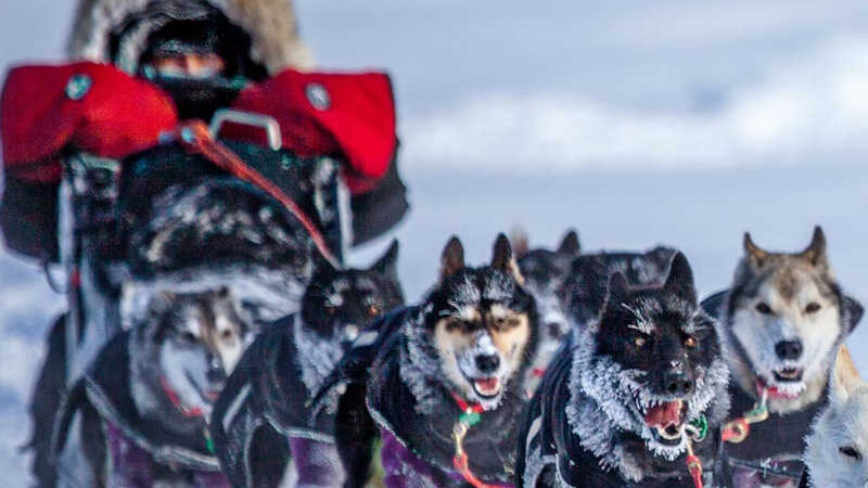 Cães usados em trenós são excluídos de leis contra crueldade animal no Alasca; ASSINE a petição