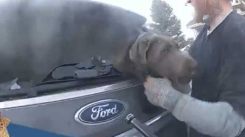Policiais salvam cão preso dentro de carro em chamas nos EUA; VÍDEO