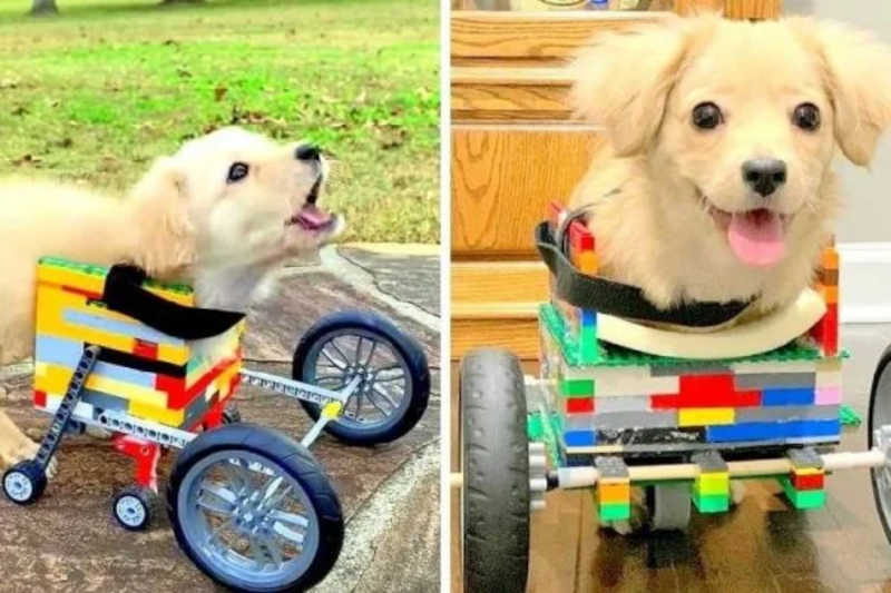Menino constrói cadeira de rodas de Lego para cachorra deficiente