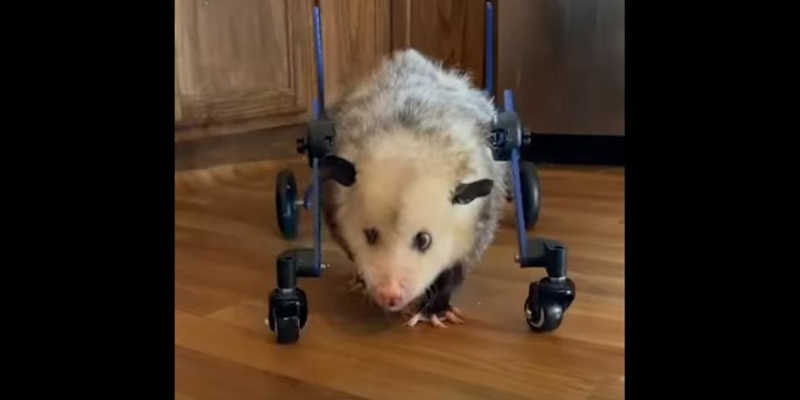 Gambá com deficiência reaprende a andar e vira embaixador de protetora animal nos EUA