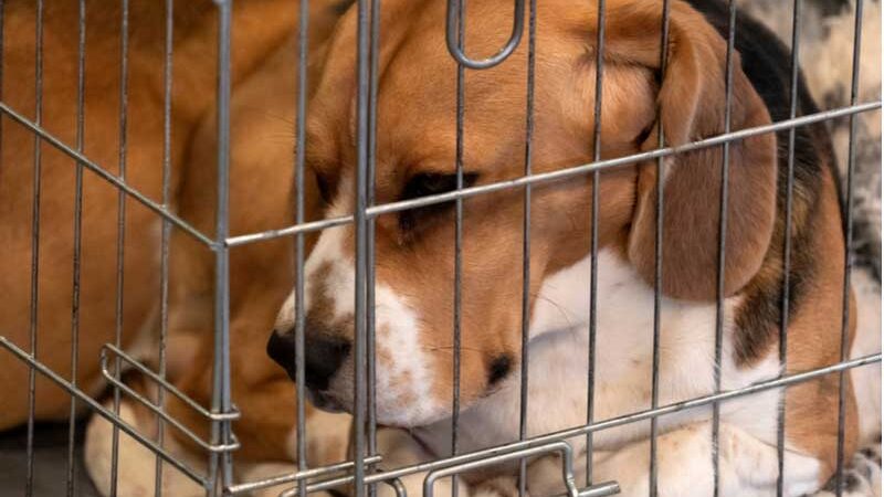 NIH financia experimentos cruéis que envolvem a injeção de cocaína em filhotes de beagle