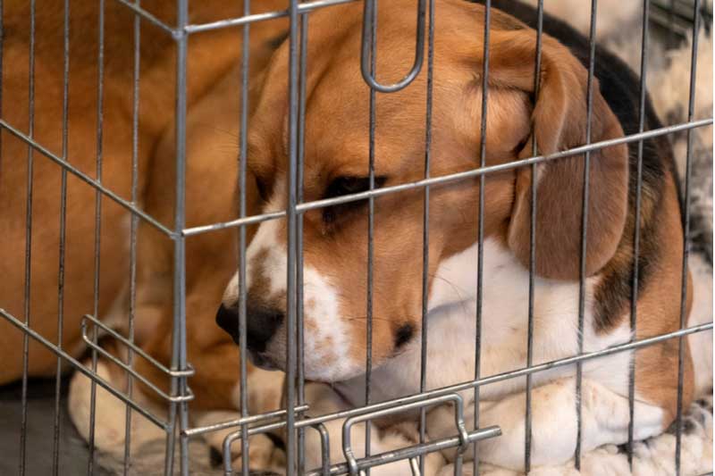 NIH financia experimentos cruéis que envolvem a injeção de cocaína em filhotes de beagle