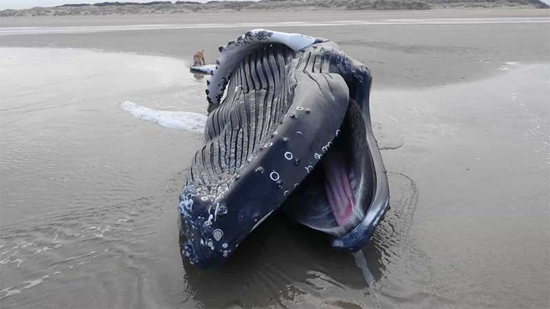 Corpo de baleia-jubarte com 10 metros dá à costa em França