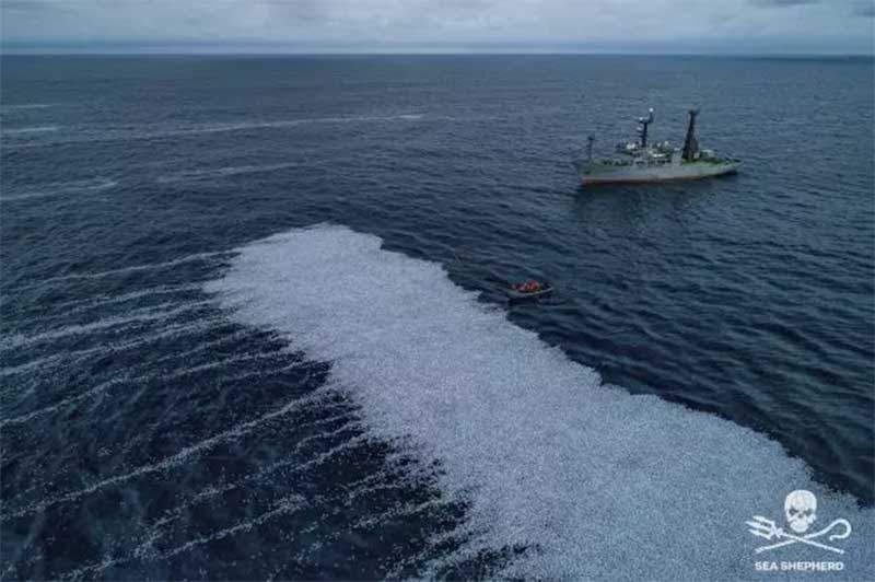 Embarcação ‘derrama’ 100 mil peixes mortos no Oceano Atlântico; FOTOS
