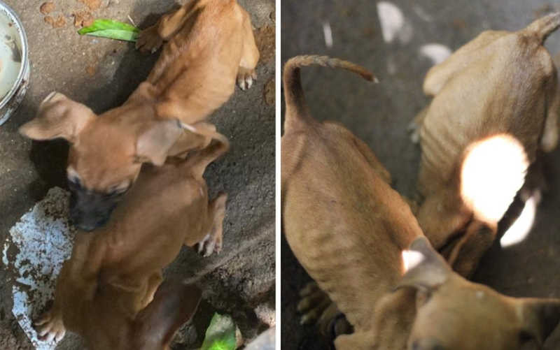 Polícia Civil resgata sete cães após denúncias de maus-tratos em duas casas de Anápolis, GO; veja vídeo