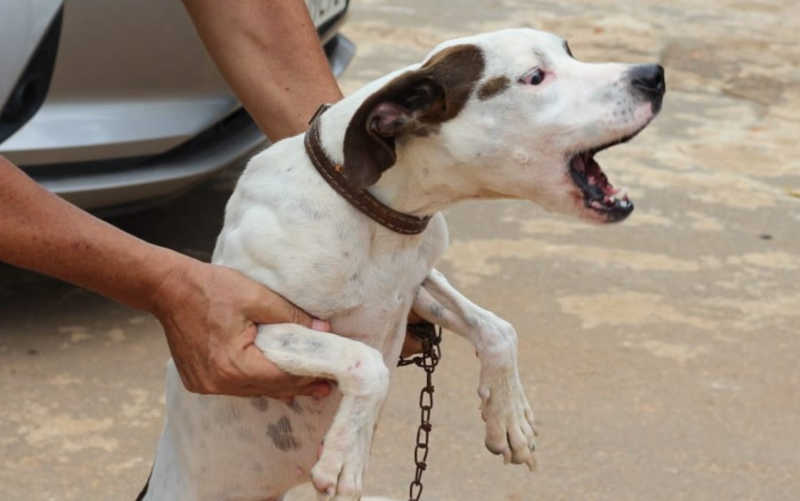 Cachorro resgatado sozinho após denúncia de maus-tratos — Foto: Reprodução/Polícia Civil