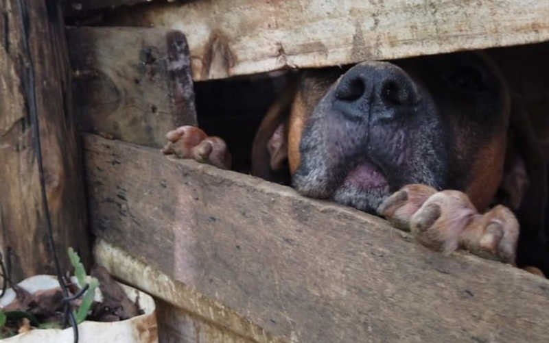 Cachorro de grande porte que estava em espaço pequeno, segundo policiais que o resgataram — Foto: Reprodução/Polícia Civil