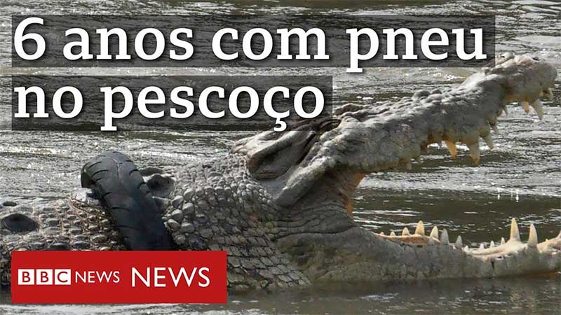 ‘Não consigo ver animais sofrendo’: homem livra crocodilo de pneu preso no pescoço