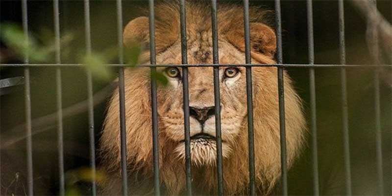 Leões matam cuidador e escapam em um zoo no Irã