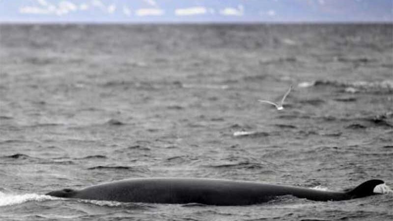 Islândia quer parar de caçar baleias em 2024